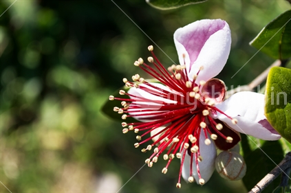Feijoa flower