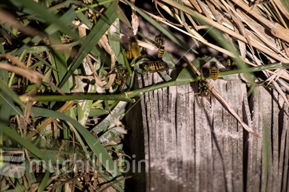 Wasp nest with poison laid (motion blur)