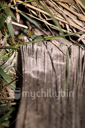 Wasp nest with powdered poison (motion blur)