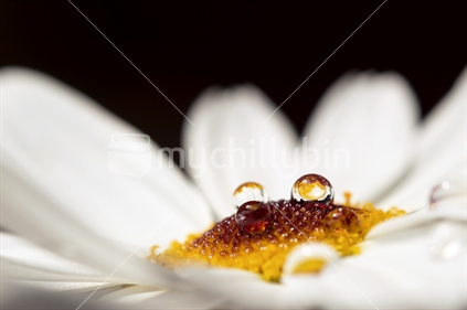 Macro of water droplets on a daisy