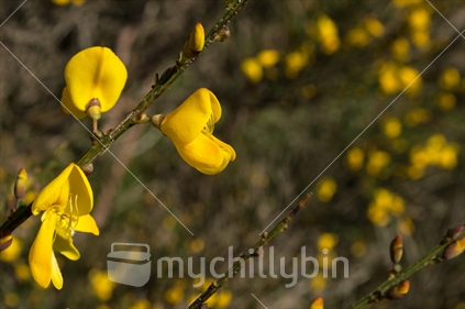 Bush of yellow broom flowers