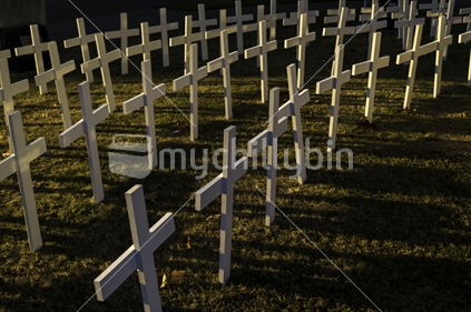 Rows of white ANZAC Day crosses in golden hour light  