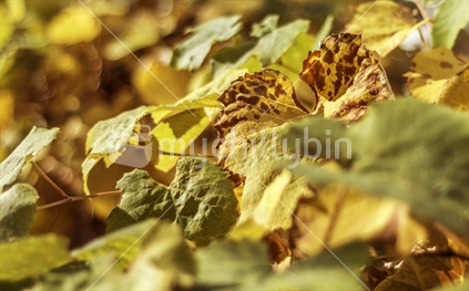 Autumn leaves on a grapevine