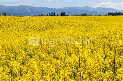 Canola Field in flower, South Canterbury
