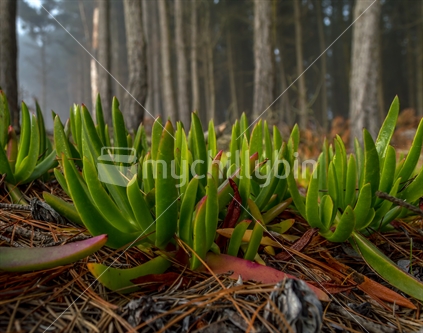 Ice Plant in a coastal pine forest