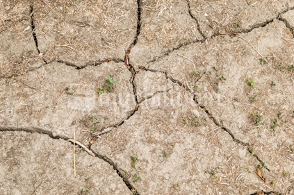 Cracked drought-stricken ground