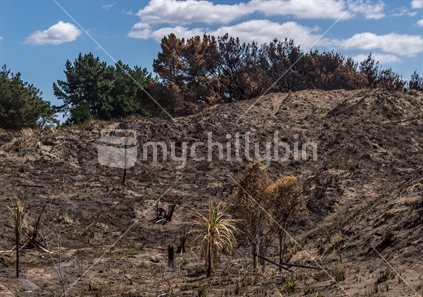Fire damaged sand dunes and pine trees