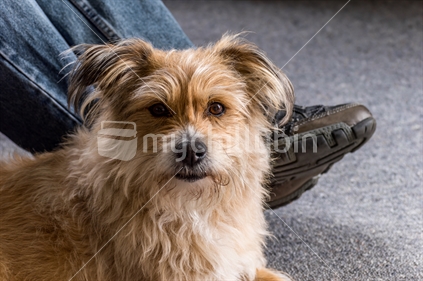 Small dog lying at man's feet