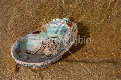 Paua shell, partially in water, on golden sand