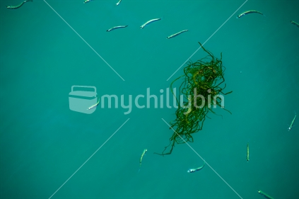 Seaweed floating in marina, surrounded by bait fish