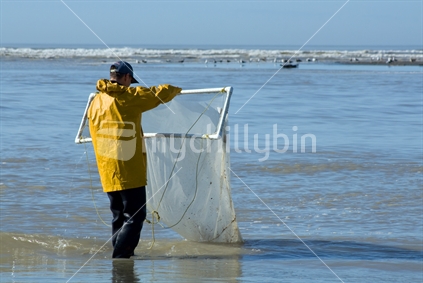 Whitebaiter checking his net