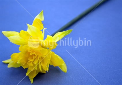 Frilly daffodil