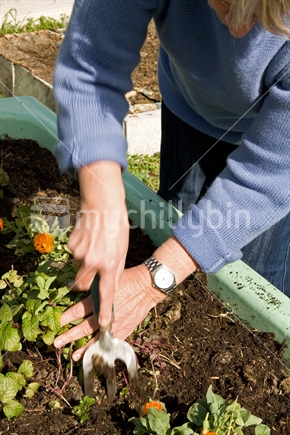 Woman weeding the garden