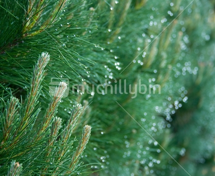 Morning dew on a pine hedge
