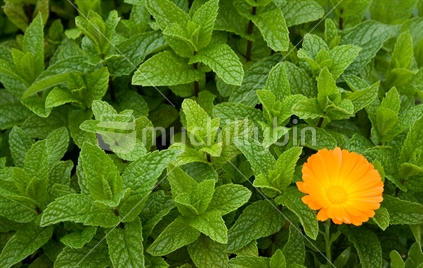 Mint and Marigold