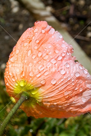 Poppy with beads of water
