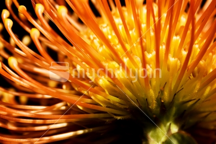 Pincushion Protea from underneath