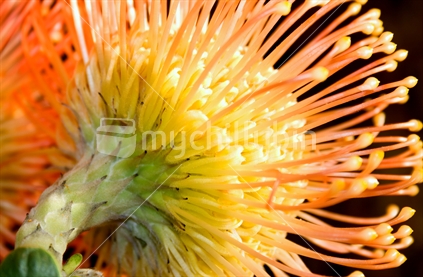 Orange Pincushion Protea 