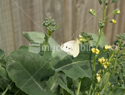 White butterfly on broccoli