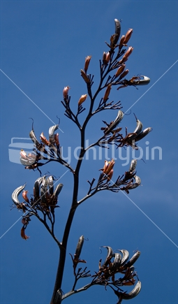 Flax flowers and seedpods