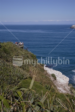 The lookout over the Muriwai gannet colony