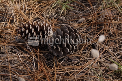 Fallen pine cones lay lifeless under pine tree, next to cotton tails