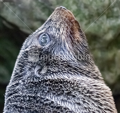 Fur Seal Pup near Kaikoura