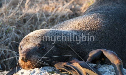 NZ Fur Seal 1 - First Light - Kaikoura