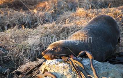 NZ Fur Seal 2 - First Light - Kaikoura