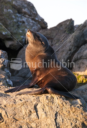 NZ Fur Seal 3 - First Light - Kaikoura