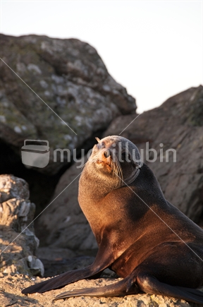 NZ Fur Seal 4 - First Light - Kaikoura