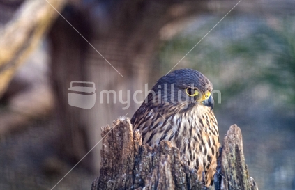 Falcon - South Island