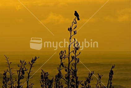 Black bird on a flax seed head silhouetted against the setting sun at Hokitika Beach