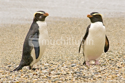 Two fiordland crested penguins on the beach
