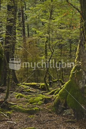 Beech forest on lake Sylvan walk, Glenorchy, Queenstown, New Zealand
