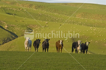 Group of cattle looking at the photographer in Otago