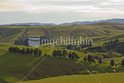 Rolling hill country sheep farm in Otago