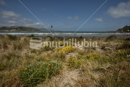 Wild flowers in the sand dunes at Lyall Bay beach, Wellington