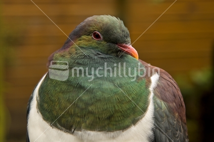 A plump Kereru, New Zealand's native and endemic Wood Pigeon, Hemiphaga Novaseelandiae.