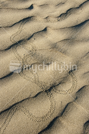 Looping animal tracks in the sand suggesting the animal was confused and could not make up its mind as to where it wanted to go.
