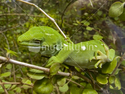 New Zealand green gecko, Naultinus elegans 