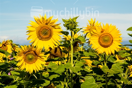 A 'face' in a crop of sunflowers in Hawkes Bay