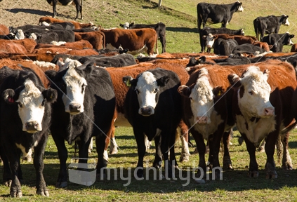 Well gentlemen? A herd of Hereford and white faced black cattle in the yards near Wanaka in the South Island.