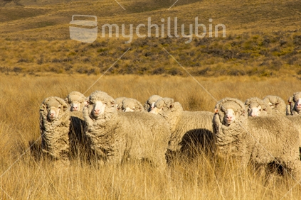 A  mob of long wooled merino sheep in Central Otago tussock country