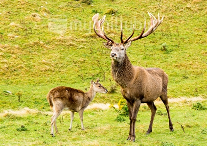 A stag with a full set of antlers guards his territory