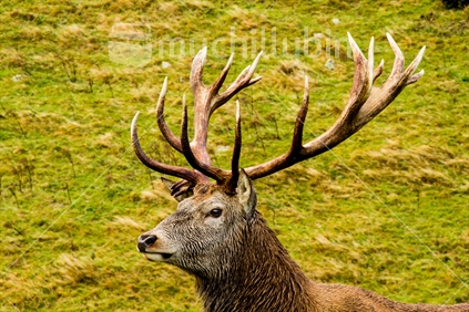 A close up view of a stag with a full set of antlers, guarding his territory