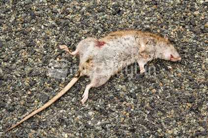 A dead rat on the road