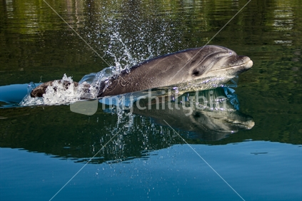 A bottle nosed dolphin (Tursiops truncatus) surfaces in the Marlborough sounds