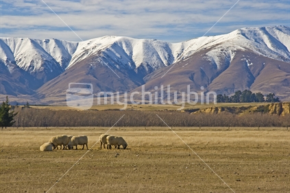 Sheep grazing golden coloured grass beneath the snow topped Hawkdun range in Central Otago
