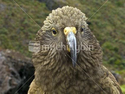 Close up of the head of the New Zealand native parrot the Kea
